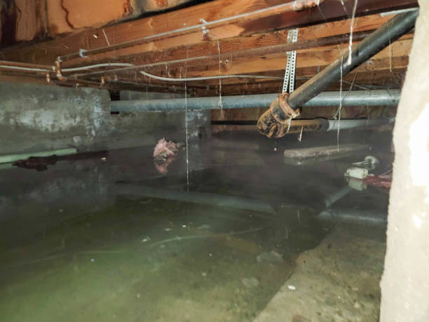 Best Carpet water damage restoration  in Jennings, MO